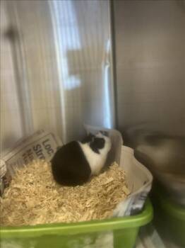 Rescue Guinea Pig Guinea Pigs for Adoption in Santa Cruz, California - PAKITA | PetCurious